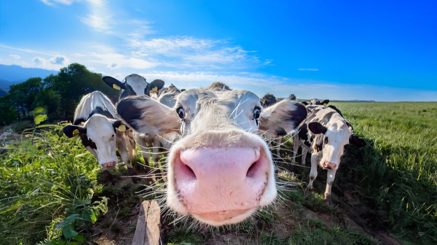 Geballte Power für die Landwirtschaft